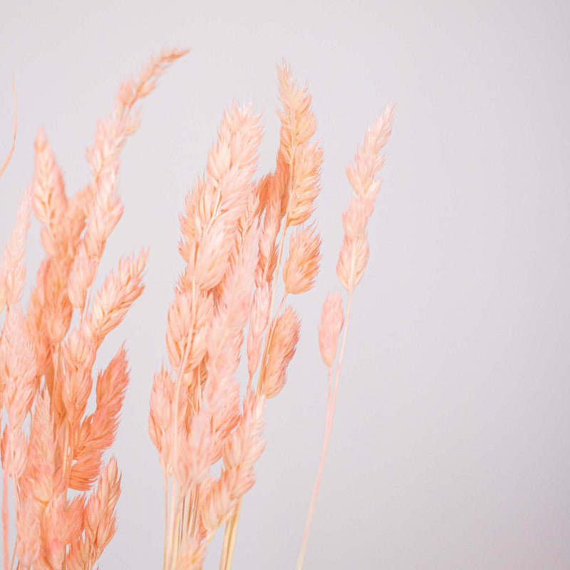 Pink Dried Orchad Flower Up Close