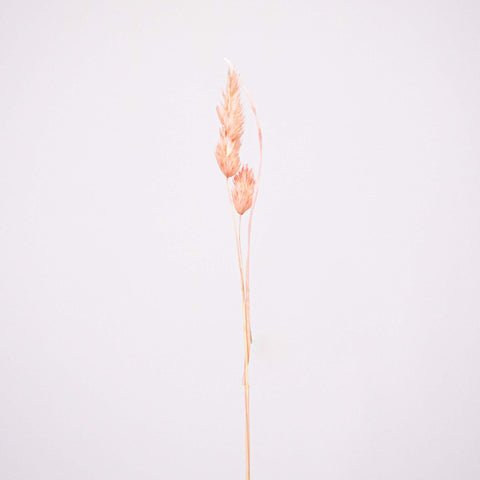 Pink Dried Orchad Flower Stem
