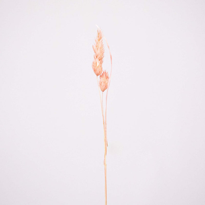Pink Dried Orchad Flower Stem