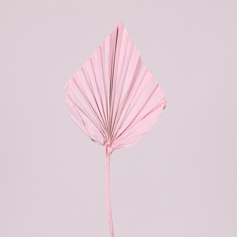 Light Pink Dried Palm Spears Stem