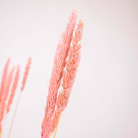 Pink Dried Thypa Flower Up Close