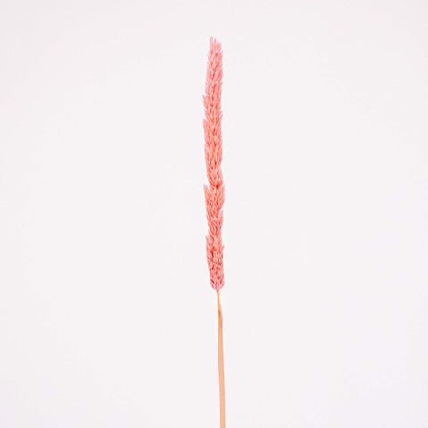 Pink Dried Thypa Flower Stem