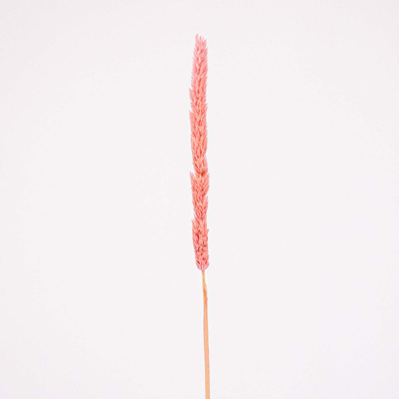 Pink Dried Thypa Flower Stem
