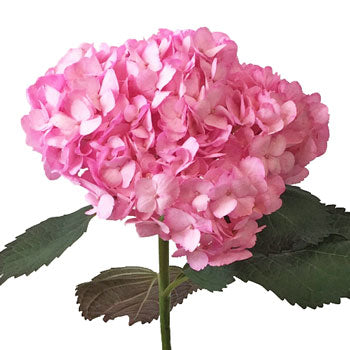 Pink Enhanced Hydrangea Stem View