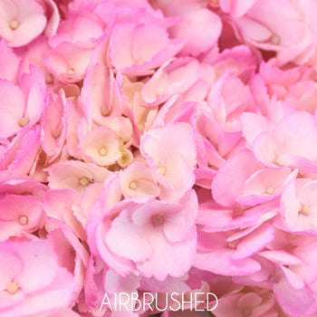 Pink Enhanced Hydrangea Flower Up Close