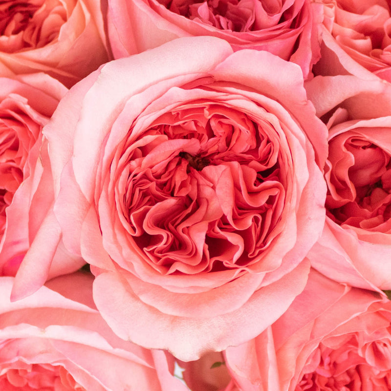 Pink Expression Garden Roses Up Close