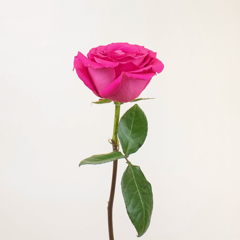 Pink Floyd Hot Pink Rose Stem