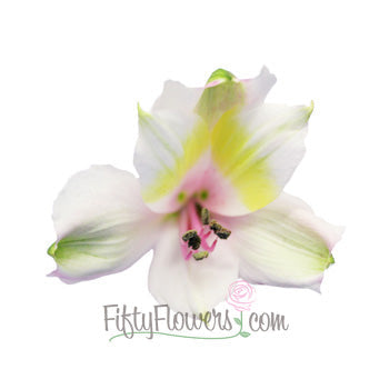 Pink Forest alstroemeria Wholesale Bloom