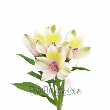 Pink Forest alstroemeria Wholesale Flower Stem