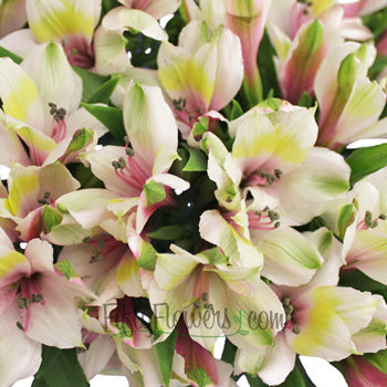 Pink Forest alstroemeria Wholesale Flower Upclose