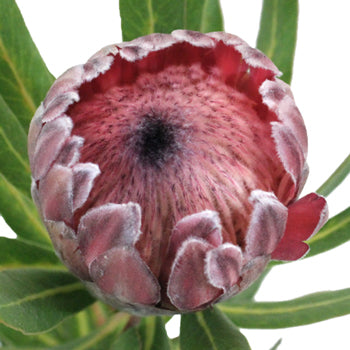 Pink Ice Protea Flower