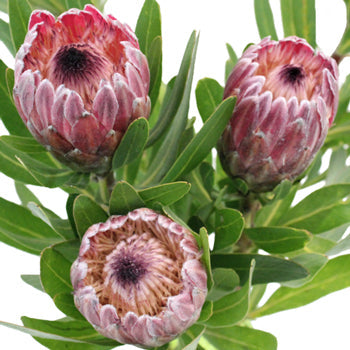 Pink Ice Protea Flower