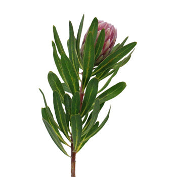 Pink Ice Protea Flower