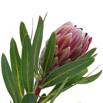 Pink Ice Protea Flower
