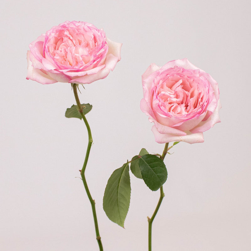 Wedding Kiss Pink Garden Roses Stem