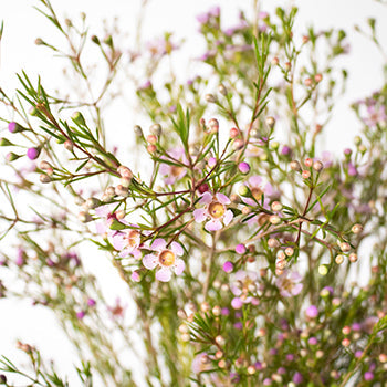 Lavender wax DIY wedding flowers
