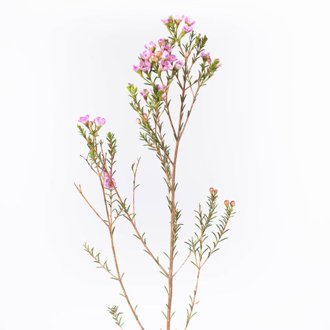 Pinky Lavender Wax Flower Stem