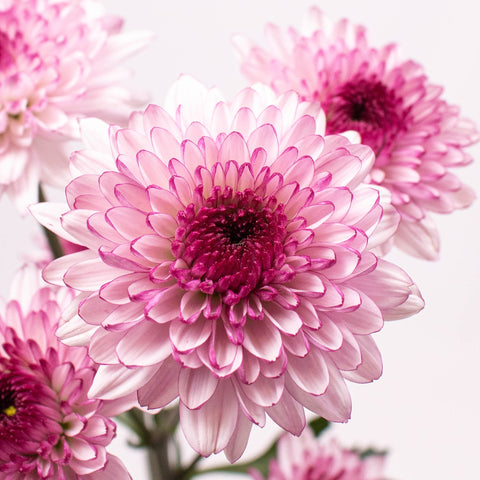 Pink Lilac Button Pom Flower Up Close