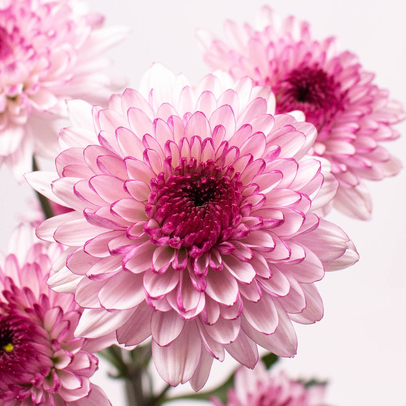 Pink Lilac Button Pom Flower Up Close