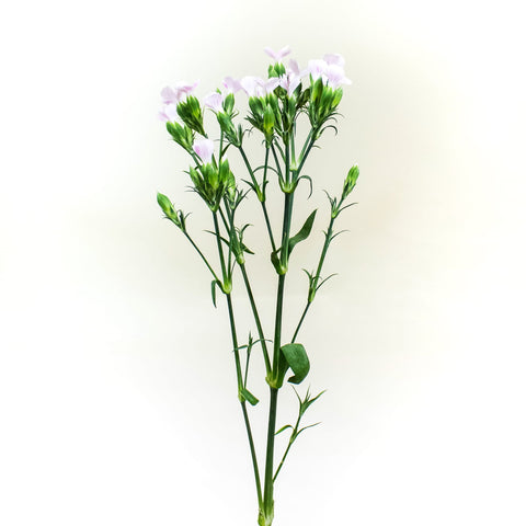 Pink Lilipot Wholesale Flower Stem