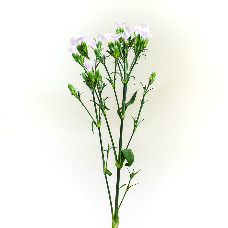 Pink Lilipot Wholesale Flower Stem