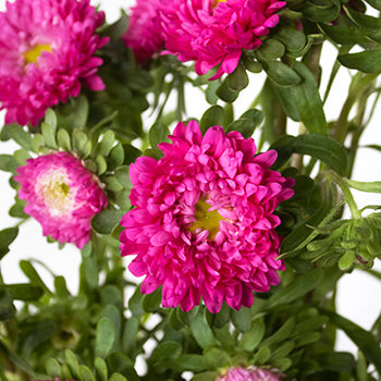 Monochromatic Pink Matsumoto Flowers