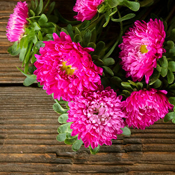 Monochromatic Pink Matsumoto Flowers