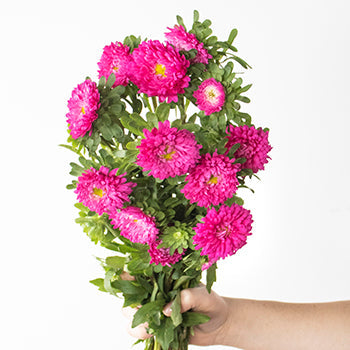 Monochromatic Pink Matsumoto Flowers