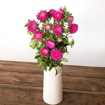 Monochromatic Pink Matsumoto Flowers