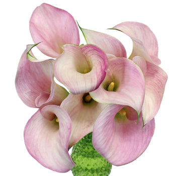 Blushing Bride Mini Calla Lilies