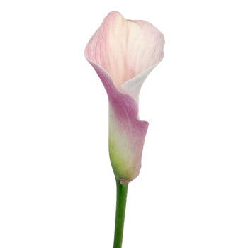Blushing Bride Mini Calla Lilies
