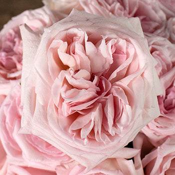 Ohara Soft Pink Garden Rose Stem