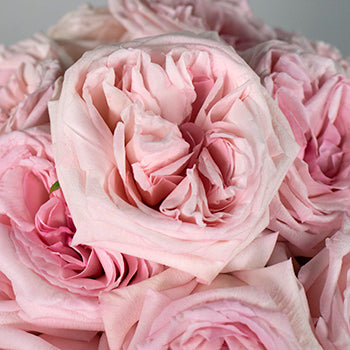 Ohara Soft Pink Garden Roses up close