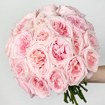 Ohara Soft Pink Garden Rose in a hand