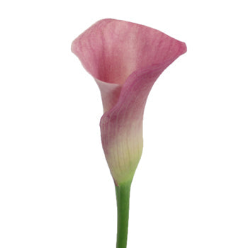 Dusty Rose Calla Lily Flower