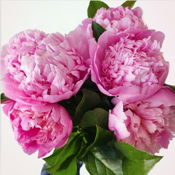 Mothers Day Peony Flower Bouquet