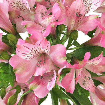 Pink Peruvian Lily Alstroemeria Flowers Up Close