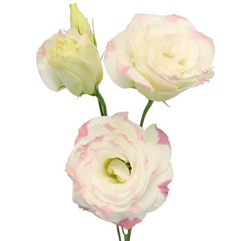 Pink Picote Lisianthus Wholesale Flower Bloom