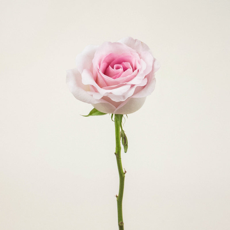 Pink Porcelain Rose Stem