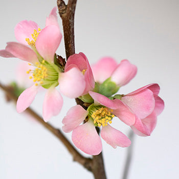 Pink Quince Blooming Branches Up Close