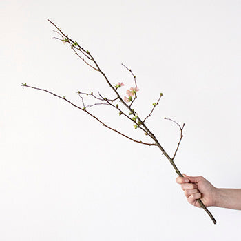 Pink Quince Blooming Branch In a Hand