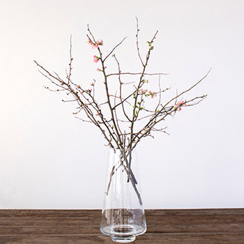 Pink Quince Blooming Branches In a Vase