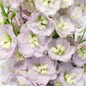 Pink River Mauve Designer Delphinium Wholesale Flower Up close