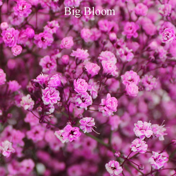Pink Airbrushed Baby's Breath