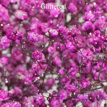 Pink Airbrushed Baby's Breath