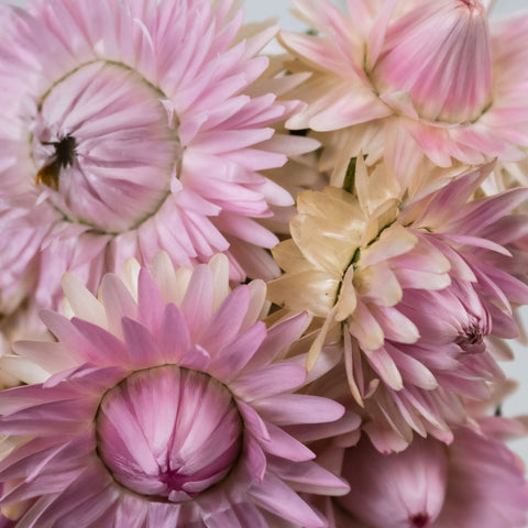 Pink Straw Flower Up Close
