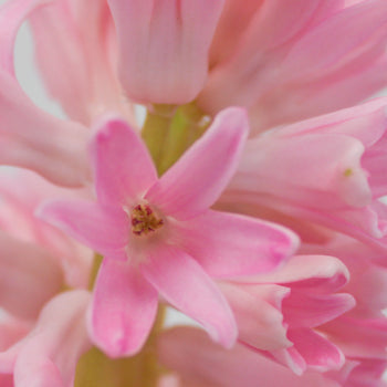Hyacinth Light Pink Flower January to April