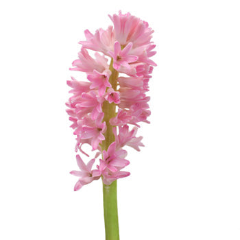 Hyacinth Light Pink Flower May to December