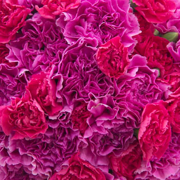 Pink Swirl Wholesale Carnations Up close
