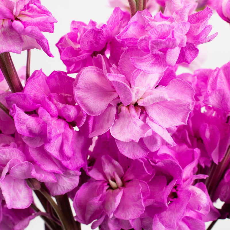 Pink Tinted Stock Flower Up Close
